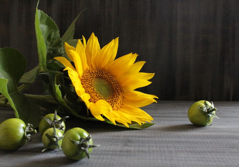 Photograph by Сироткина Нина