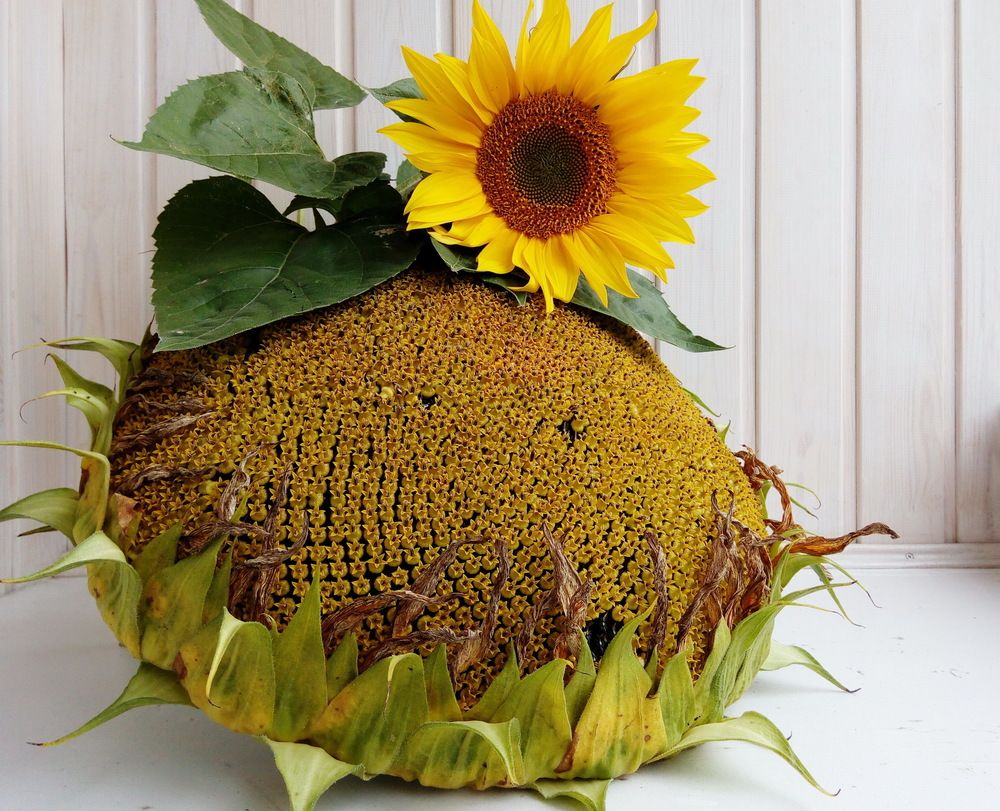 Photograph by Сироткина Нина