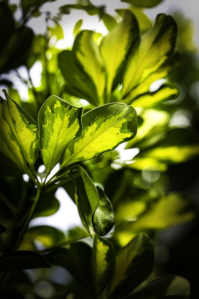 Фотография автора Ray Asiala