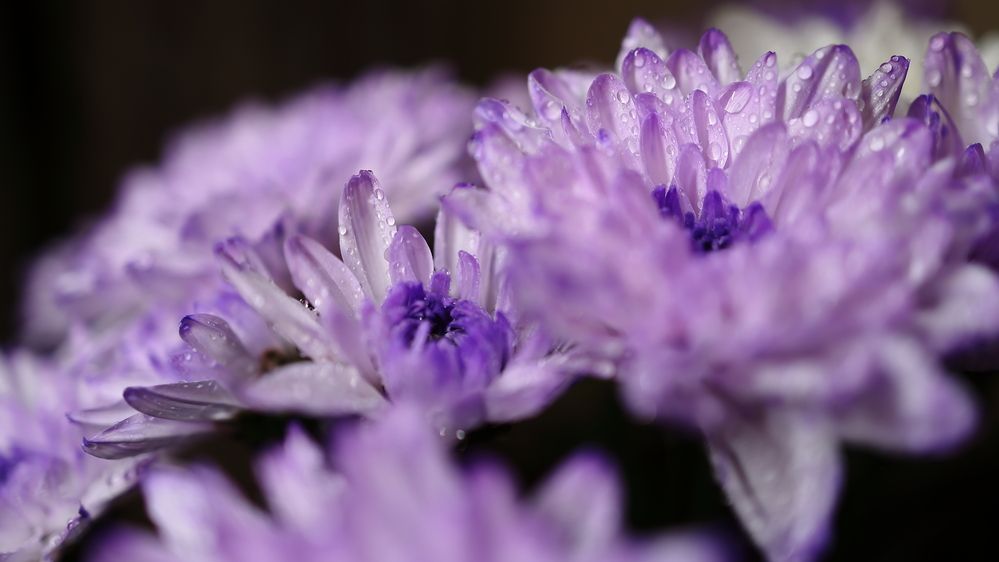 Photograph by Михаил Силантьев