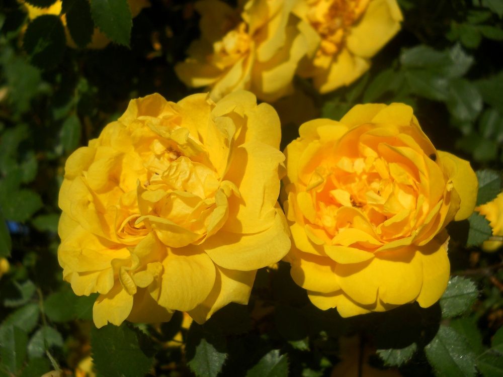 Photo #12595414