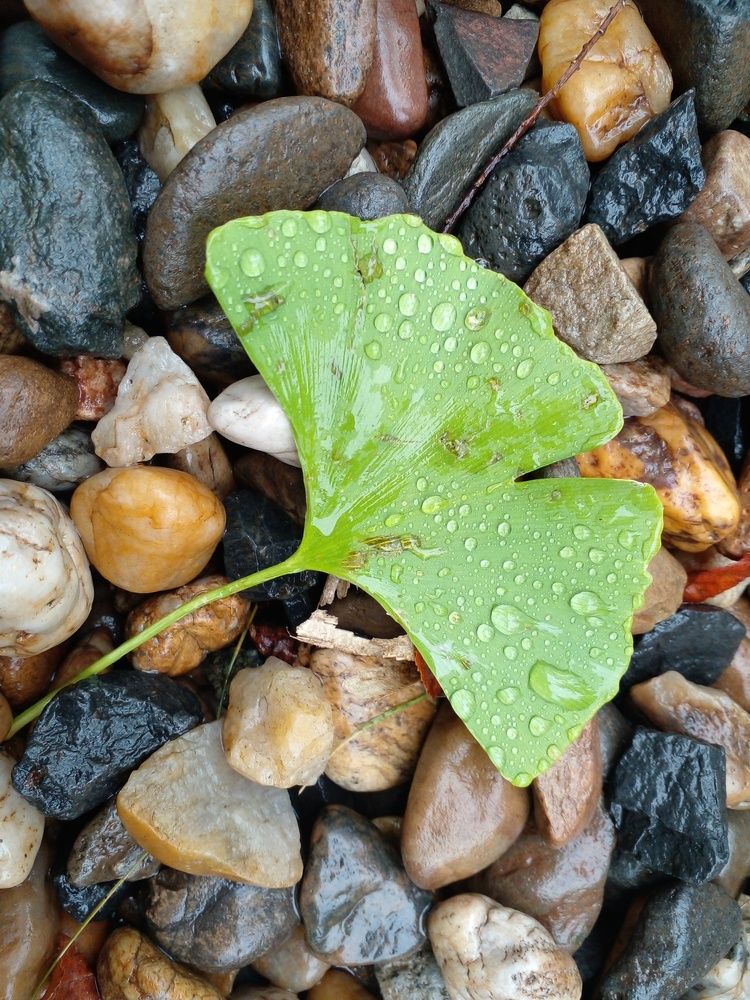 Фотография автора  Lizuza