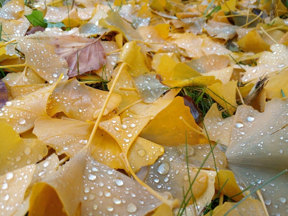 Фотография автора  Lizuza