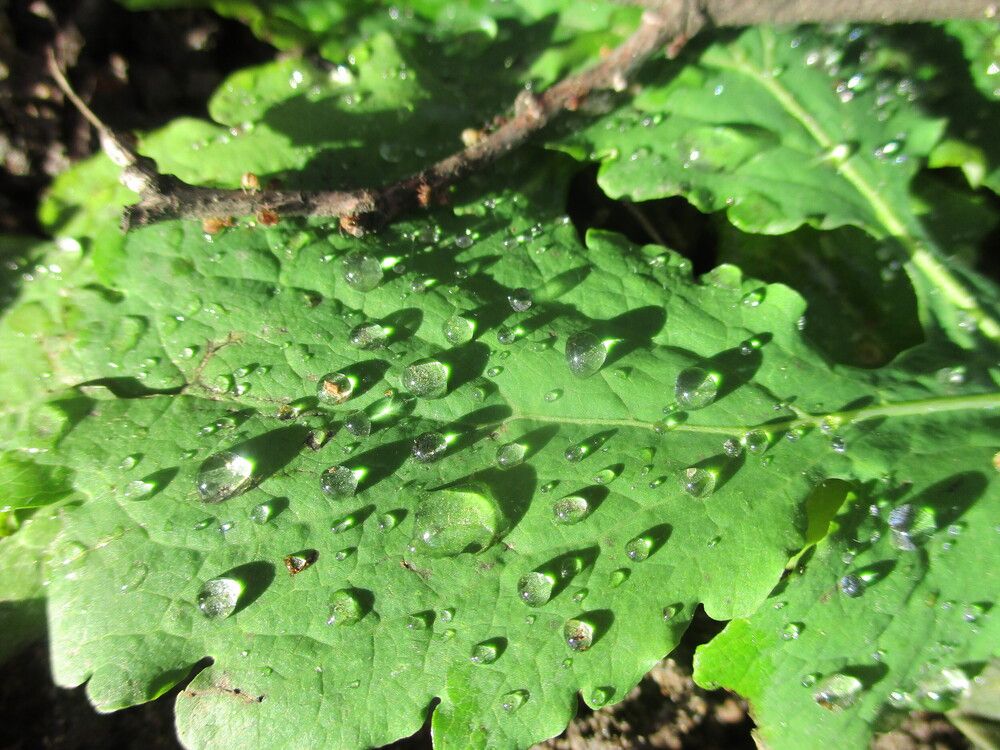 Фотография автора  Lizuza