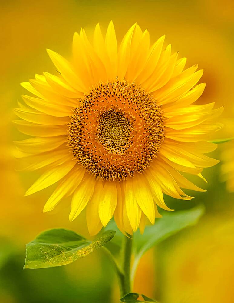 Photograph by Edi Hidayat