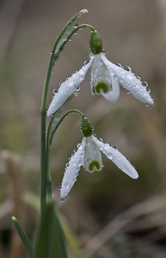 первоцветы