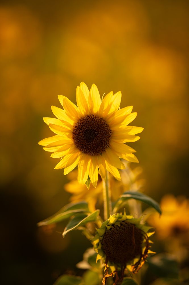 Фотография автора Диана Никифаровская