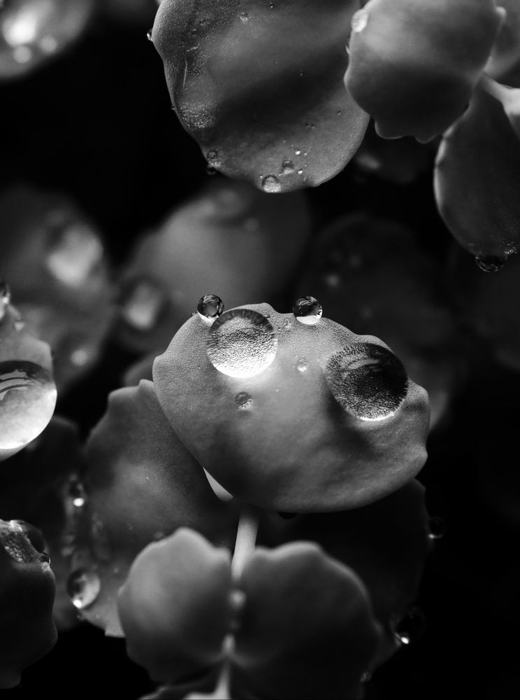 Photograph by Любовь