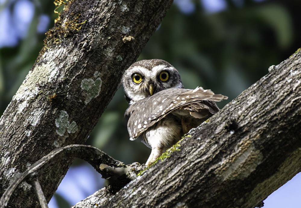 Spotted Owlet....