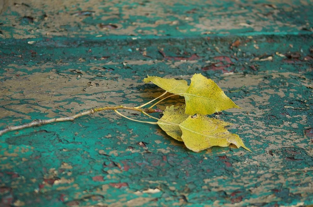 Photograph by Светлана Логинова