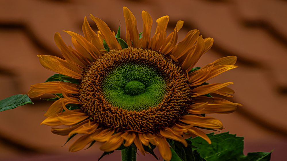 Photograph by Susobhan Biswas