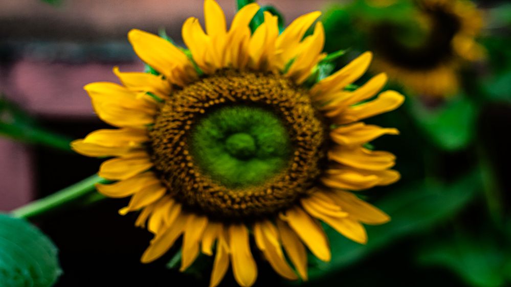 Photograph by Susobhan Biswas