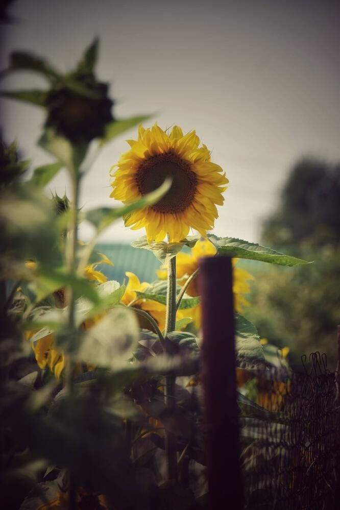 Photograph by Митюшкова Алёна