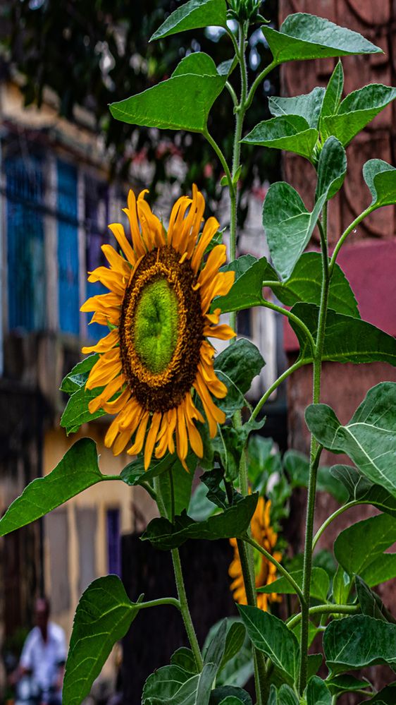 Photograph by Susobhan Biswas