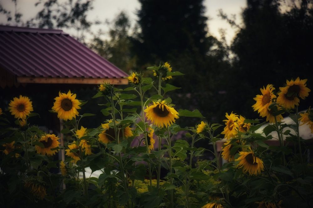 Photograph by Митюшкова Алёна