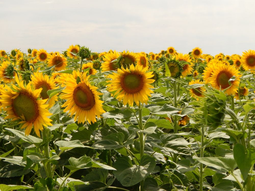 Photograph by Tanivsv