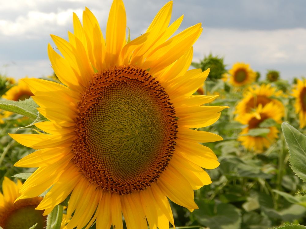 Photograph by Tanivsv