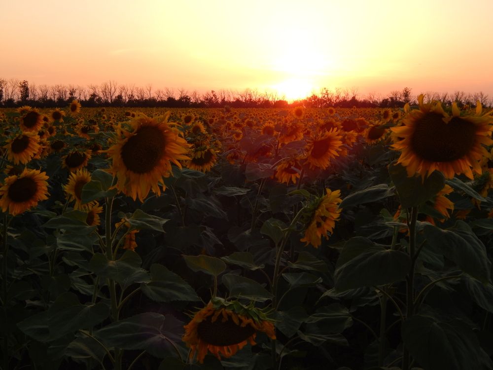 Photograph by Tanivsv