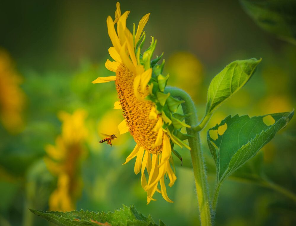 Photograph by Duc Nguyen