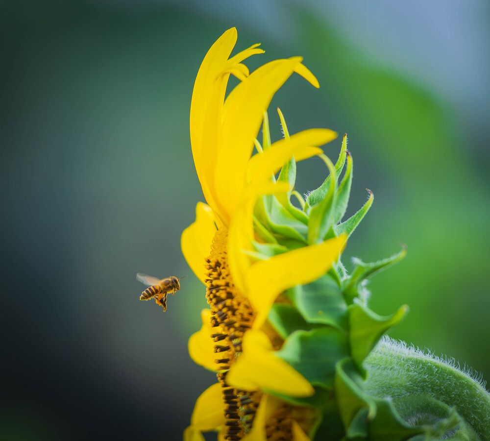 Photograph by Duc Nguyen