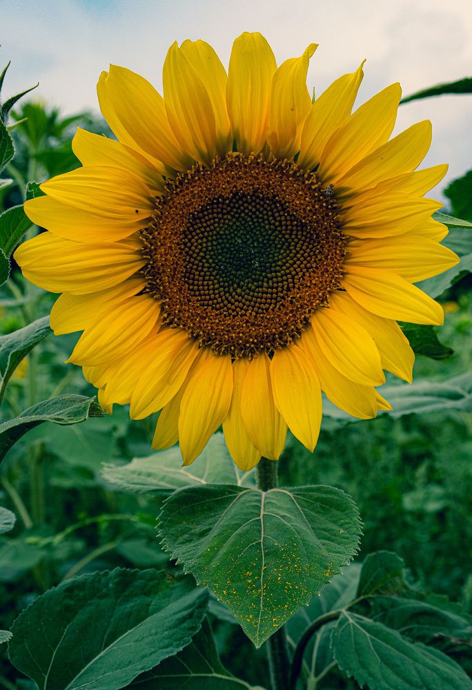 Photograph by Альберт Габбасов