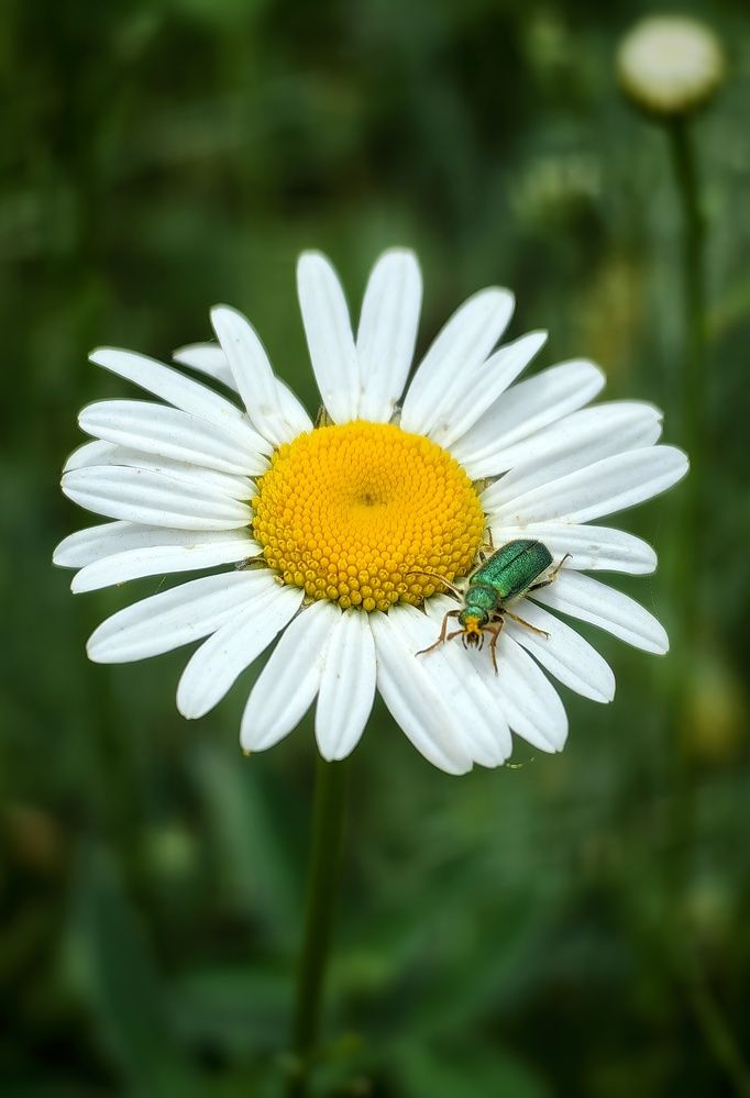 Photograph by Гульназ Шайхисламова