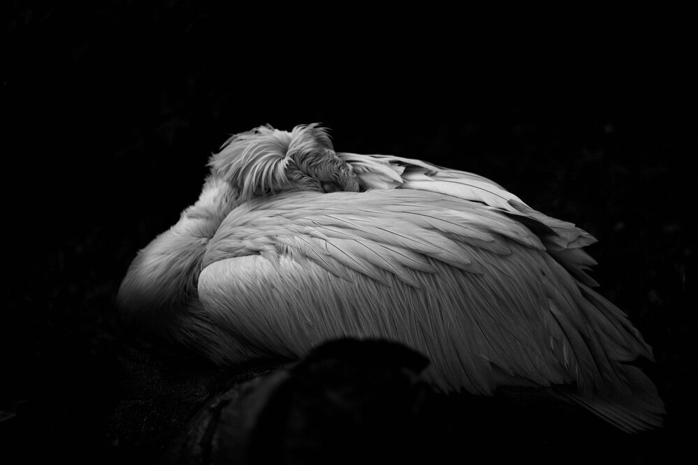 В объятиях Морфея