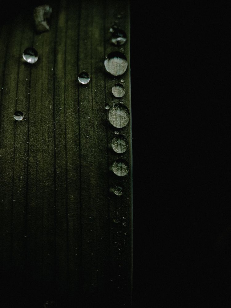 Фотография автора Алиса Исаева