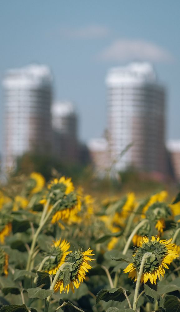 Фотография автора Константин Яковлев