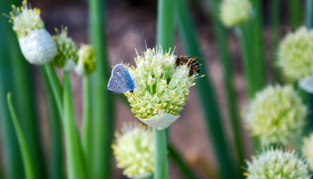 Майское кафе