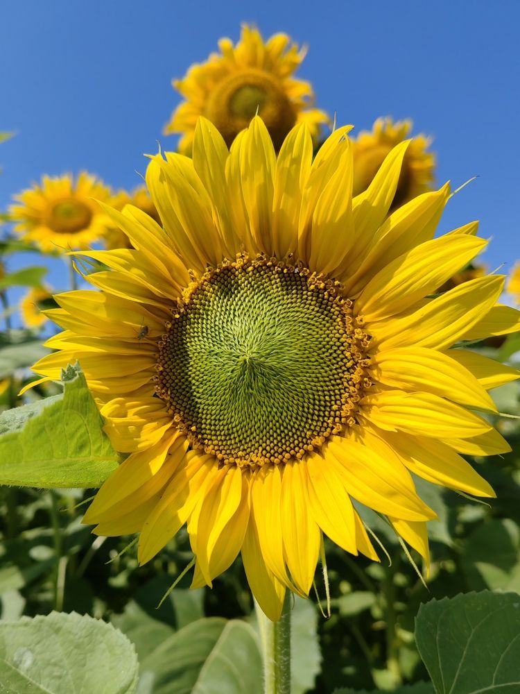Photograph by Чкареули Светлана