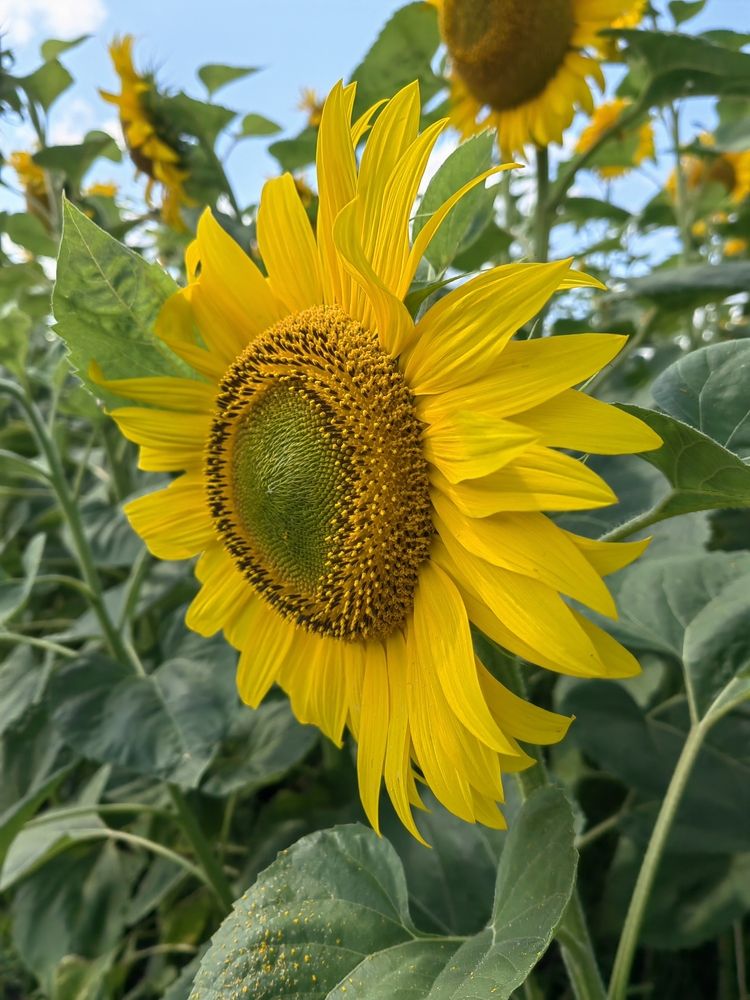 Photograph by Чкареули Светлана