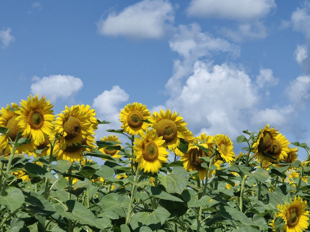 Photograph by Чкареули Светлана