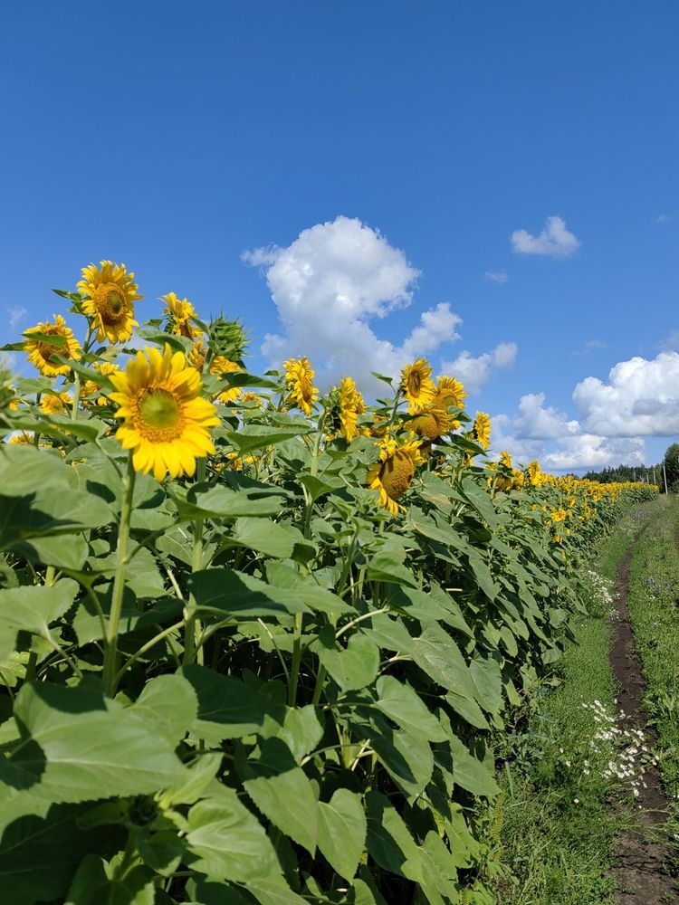 Photograph by Чкареули Светлана
