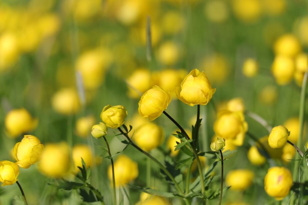 Photograph by Владимир Грибков