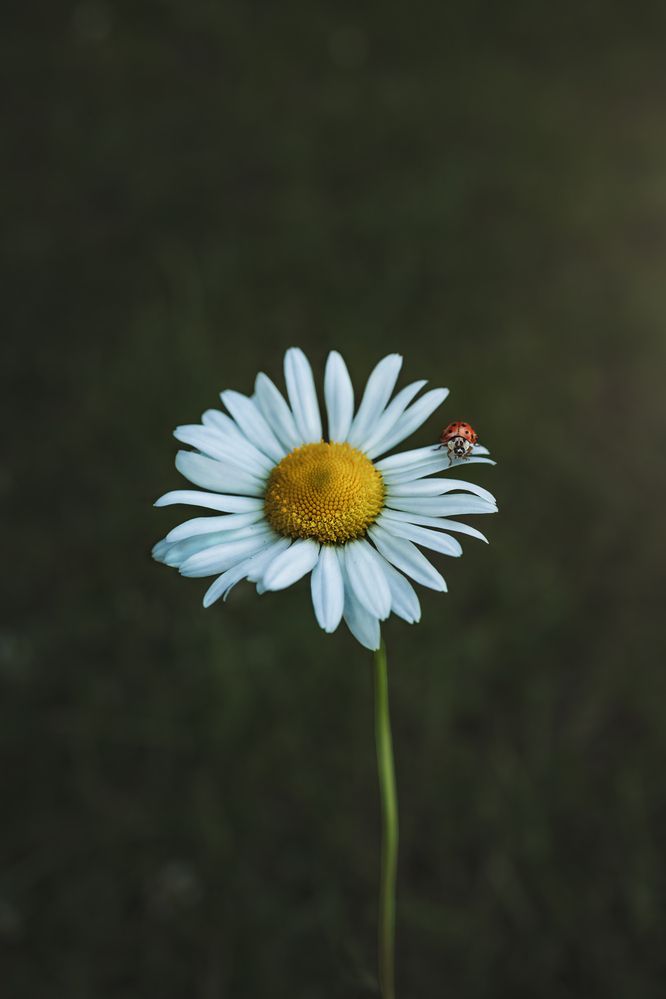 Photograph by Zuzana Zezulova