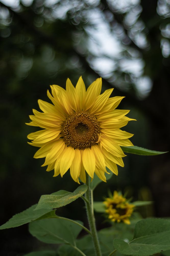 Photograph by Ксения Малютина