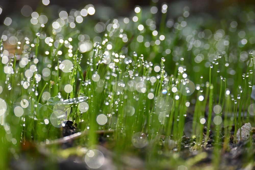 Фотография автора IRINA FILIPPOVA