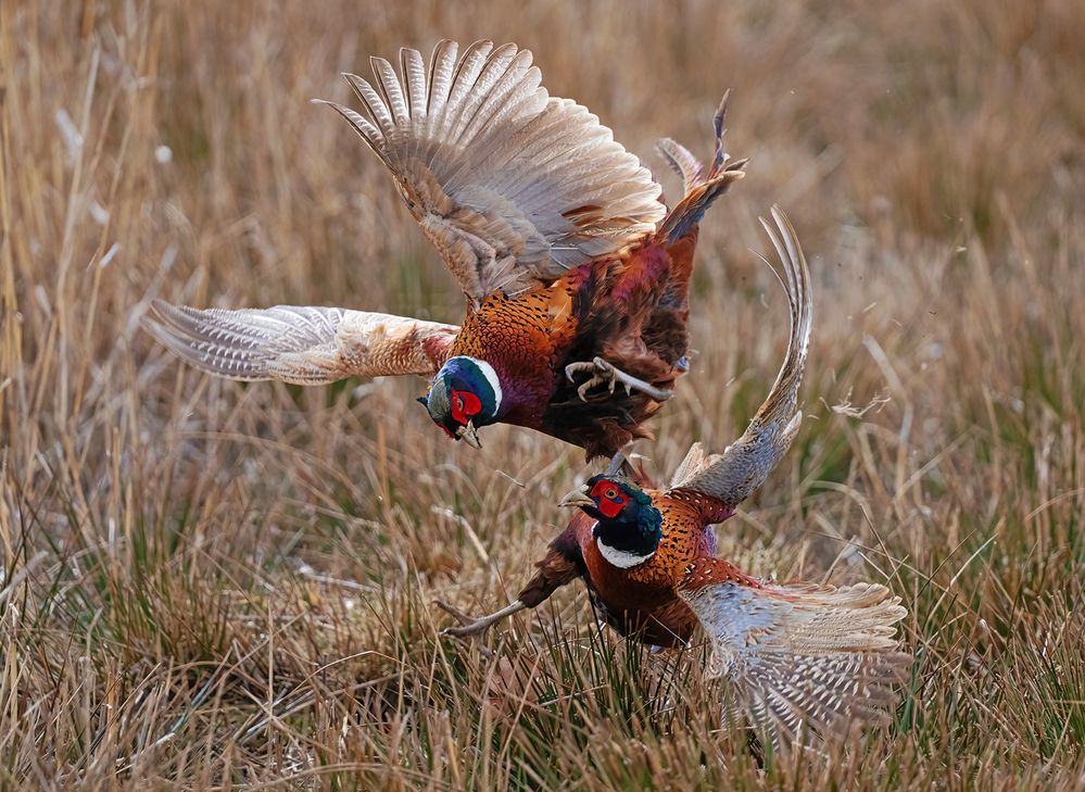 Pheasant fight
