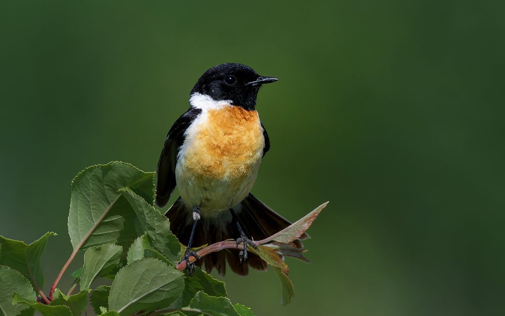 Photograph by Александр Перегудов