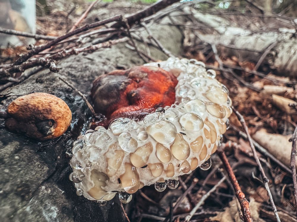 Photograph by Мария Шамина