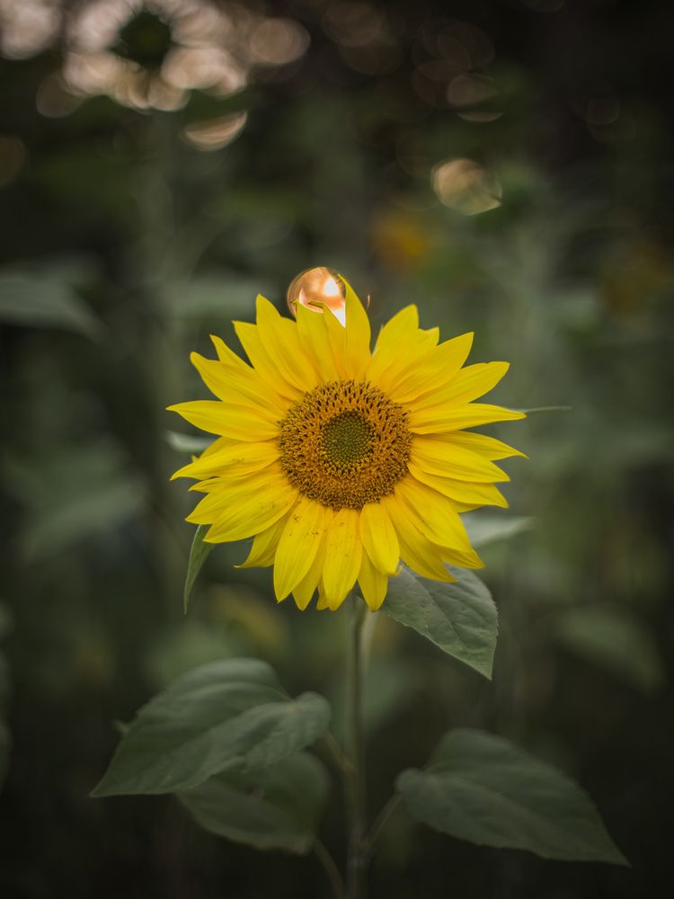 Photograph by Филипп Бабенко