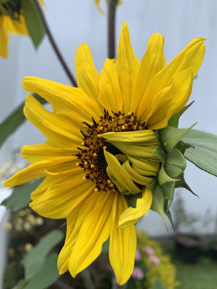 Photograph by Susie Castellano