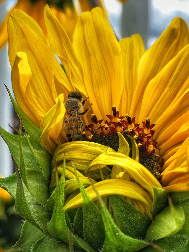 Photograph by Susie Castellano