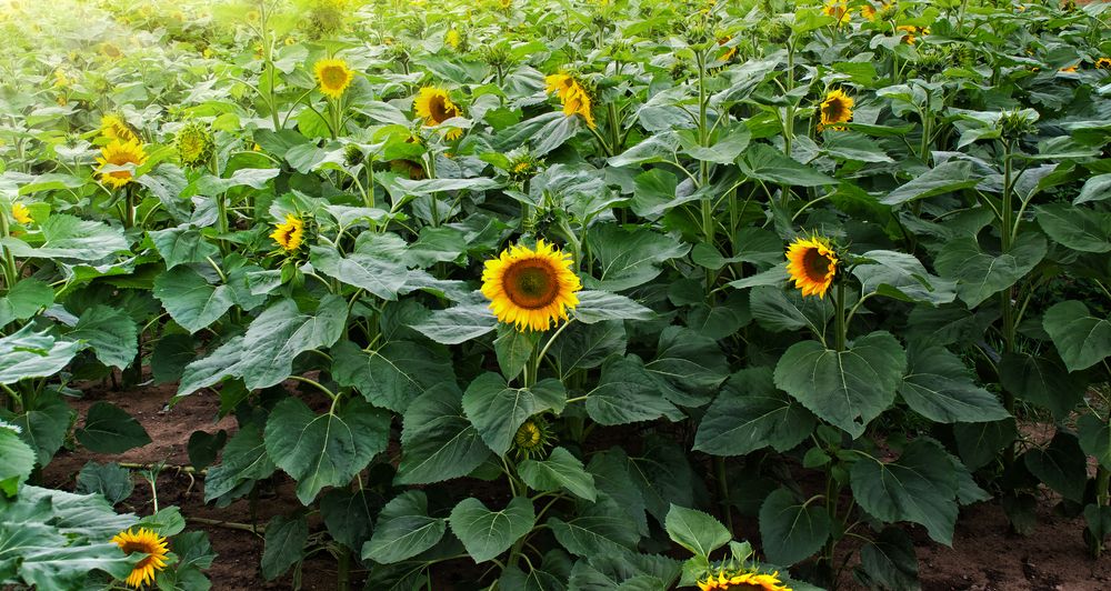 Фотография автора Юлия Кранина