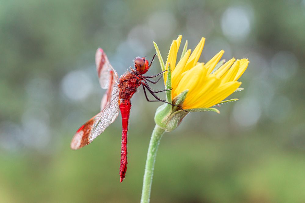 Photograph by Елена