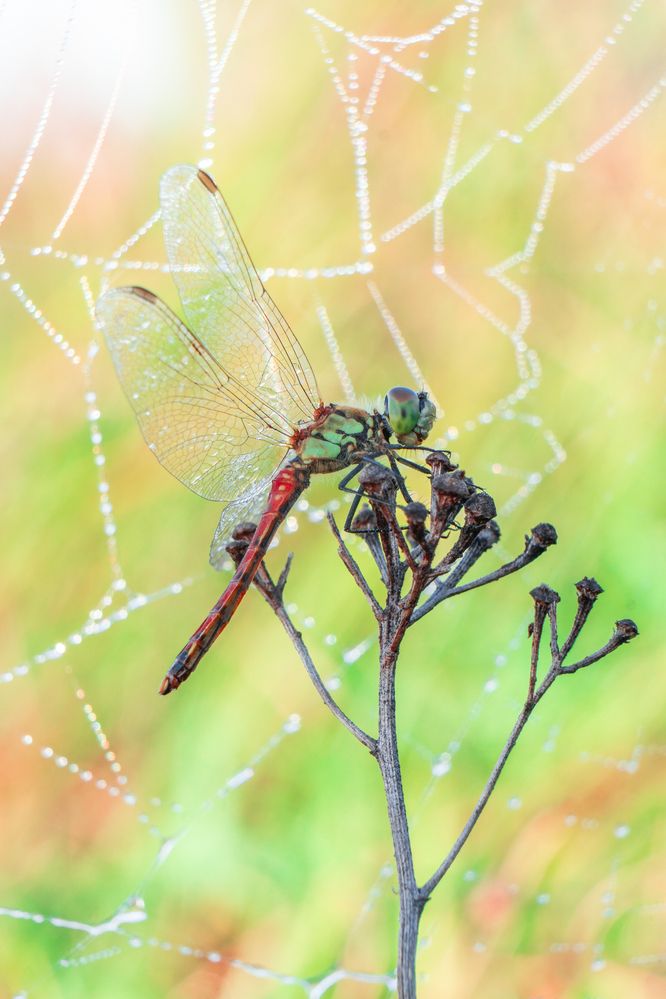 Photograph by Елена