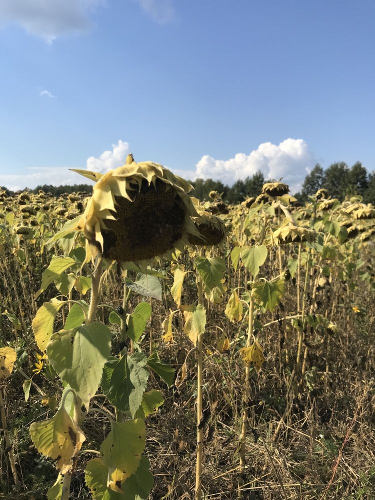 Photograph by Ольга Ручьева
