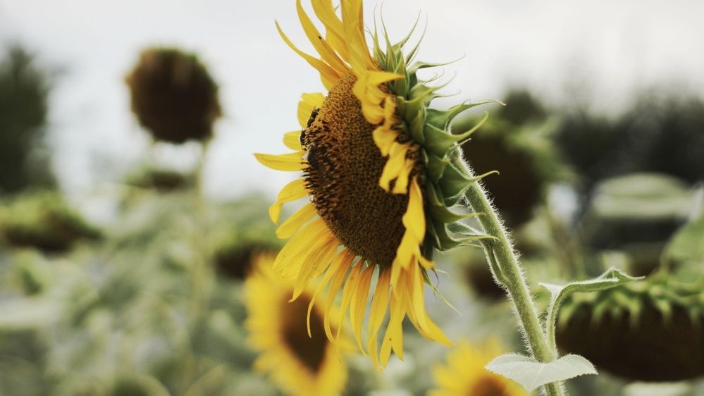 Photograph by Алёна Бондаренко