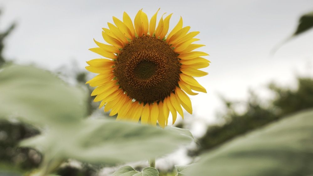 Photograph by Алёна Бондаренко